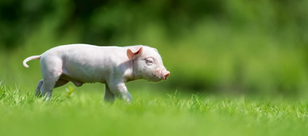 tuczniki zwierzęta świnki świnie warchlaki rolnictwo przyjazni dla zwierząt gospodarstwo agrotranshandel ath