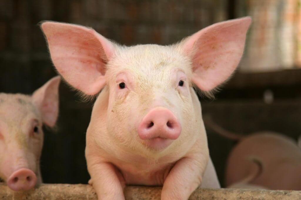 tuczniki zwierzęta świnki świnie warchlaki rolnictwo przyjazni dla zwierząt gospodarstwo agrotranshandel ath