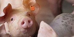 asf-niby zwalnia ale nadal zagraża świnie tucznik zwierzęta